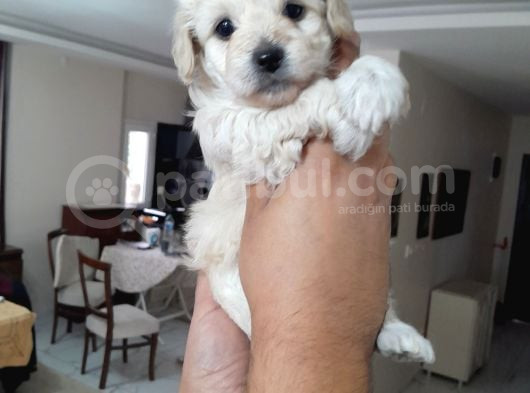 8 Haftalık Terrier Yavrulari