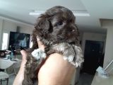 8 Haftalık Terrier Yavrulari