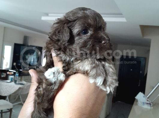 8 Haftalık Terrier Yavrulari görsel