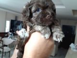 8 Haftalık Terrier Yavrulari
