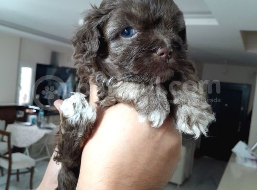 8 Haftalık Terrier Yavrulari görsel