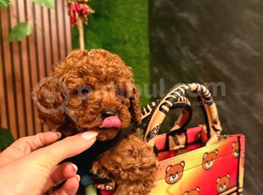 Toy Poodle Irkinin En İyi̇si̇ görsel