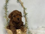 Toy Poodle