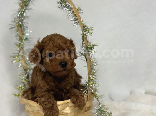 Toy Poodle