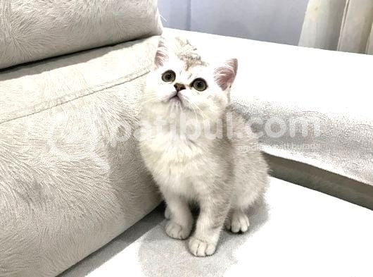 Vonalpet Garanti̇si̇yle Mükemmel Kali̇tede Bri̇ti̇sh Shorthai̇r