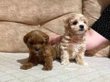 Mini Boy Kırmızı Maltipoo Yavrularım