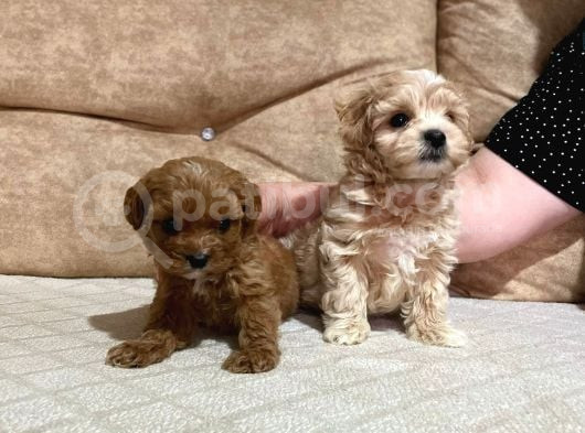 Mini Boy Kırmızı Maltipoo Yavrularım görsel