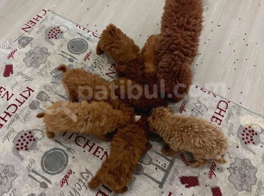 Kore Toypoodle Yavrular görsel