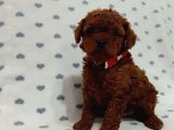 Kore Toypoodle Yavrular