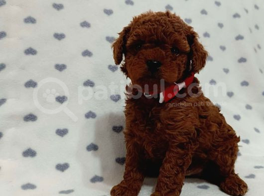 Kore Toypoodle Yavrular