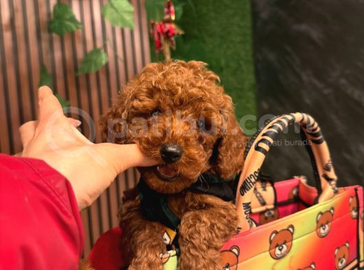 Toy Poodle Irkinin En İyi̇si̇ görsel