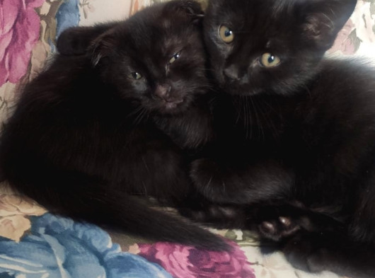 Baba Scottish Fold Anne Si̇yam -Erkek Ve Di̇şi̇ Yavrular görsel