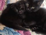 Baba Scottish Fold Anne Si̇yam -Erkek Ve Di̇şi̇ Yavrular