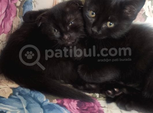 Baba Scottish Fold Anne Si̇yam -Erkek Ve Di̇şi̇ Yavrular görsel