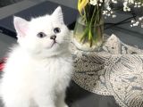 Dişi Göz Bebeğimiz Anne Sütünü Çok Iyi Aldı