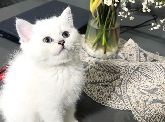 Dişi Göz Bebeğimiz Anne Sütünü Çok Iyi Aldı görsel