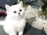 Dişi Göz Bebeğimiz Anne sütünü çok iyi aldı