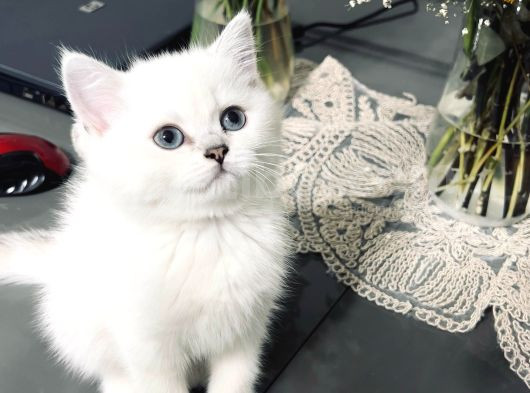 Dişi Göz Bebeğimiz Anne Sütünü Çok Iyi Aldı