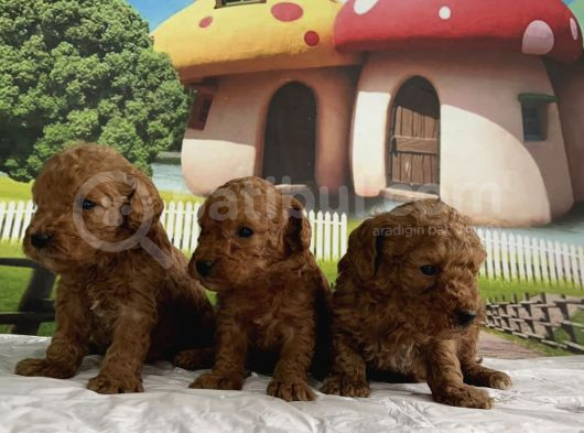 Toy Poodle Yavru