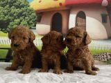 Toy Poodle Yavru