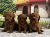 Toy Poodle Yavru