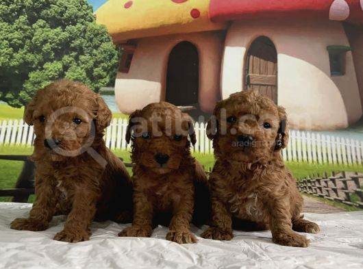 Toy Poodle Yavru görsel