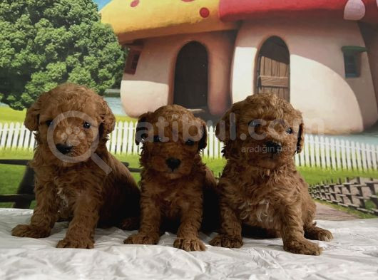 Toy Poodle Yavru görsel