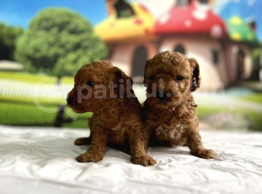 Toy Poodle Yavru görsel