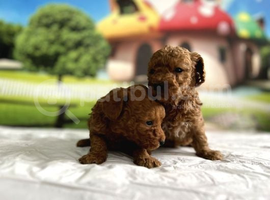 Toy Poodle Yavru görsel