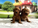 Toy Poodle Yavru