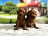 Toy Poodle Yavru