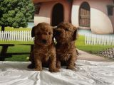 Toy Poodle Yavru