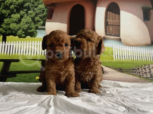 Toy Poodle Yavru görsel