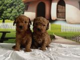 Toy Poodle Yavru