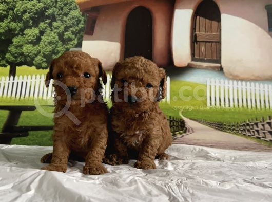 Toy Poodle Yavru görsel