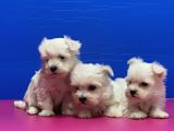 Maltese Terri̇er Yavrusu