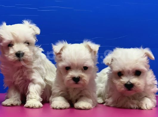 Maltese Terri̇er Yavrusu görsel