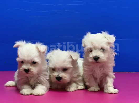 Maltese Terri̇er Yavrusu görsel