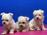 Maltese Terri̇er Yavrusu