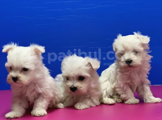 Maltese Terri̇er Yavrusu görsel