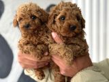 Kore Toypoodle Yavrular