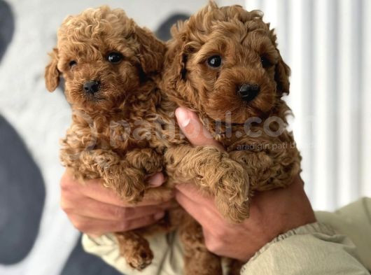 Kore Toypoodle Yavrular görsel