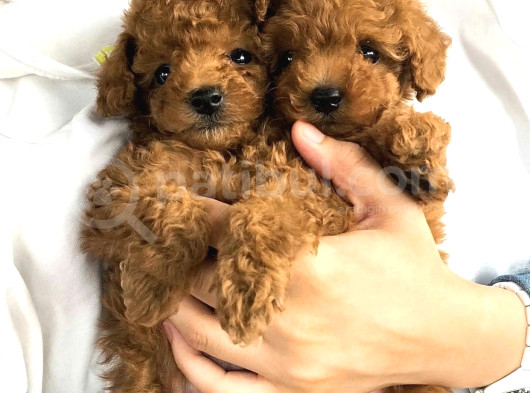 Muhteşem Güzellikte Toy Poodle Yavrularimiz Vonalp Pet Garantisiyle