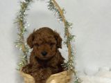 Toy Poodle