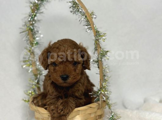 Toy Poodle görsel