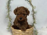 Toy Poodle
