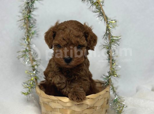 Toy Poodle görsel