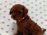 Kore Toypoodle Yavrular