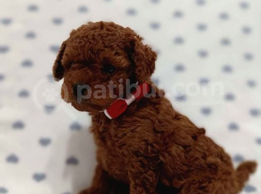 Kore Toypoodle Yavrular görsel