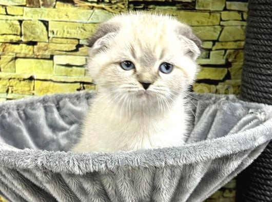 EFSANE SCOTTISH FOLD YAVRULAR  VONALP PET GARANTISIYLE